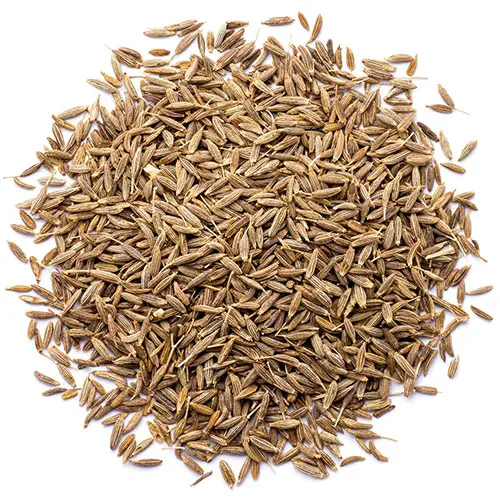 Fennel Seed