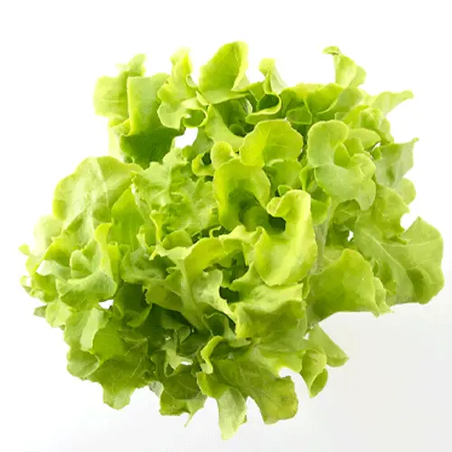 Lettuce 