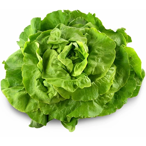 Organic Flat Lettuce