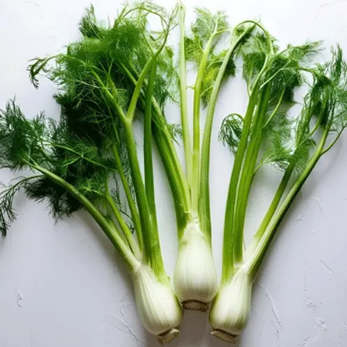 Fresh Fennel