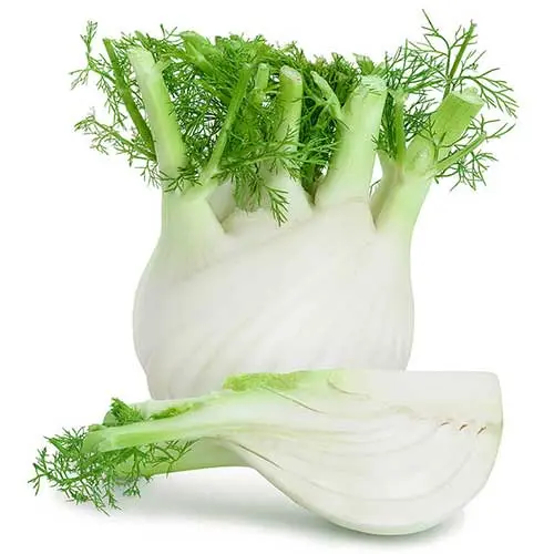 Organic Fresh Fennel