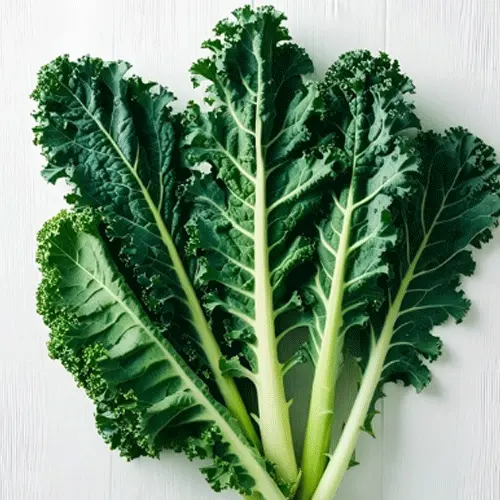 Organic Kale Green