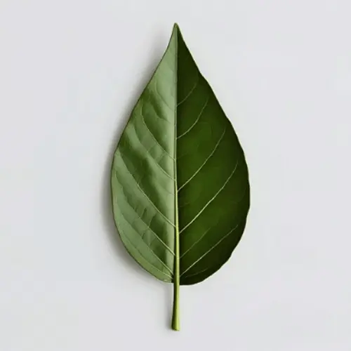 Bay Leaf