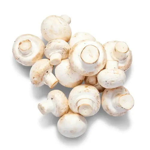 Mushroom White