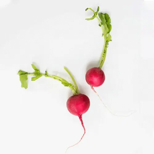 Radish
