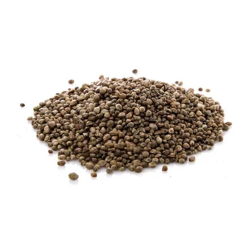 Coriander Seed 