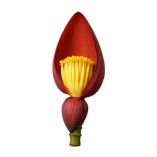 Banana Flower