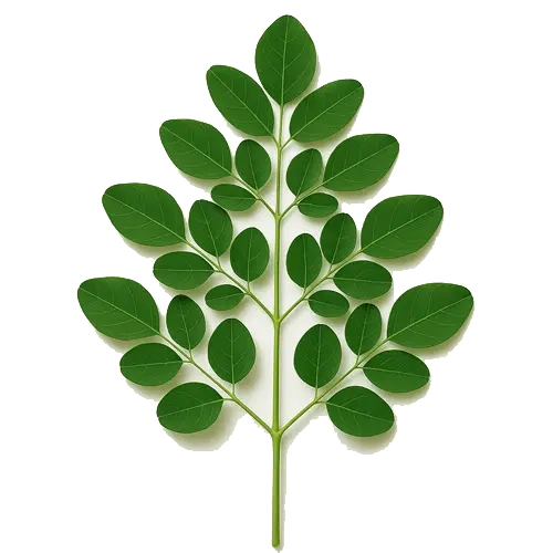 Drumstick Leaf 