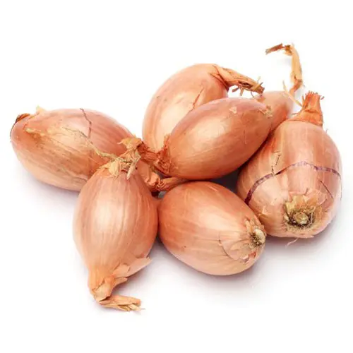Organic Shallot Onion