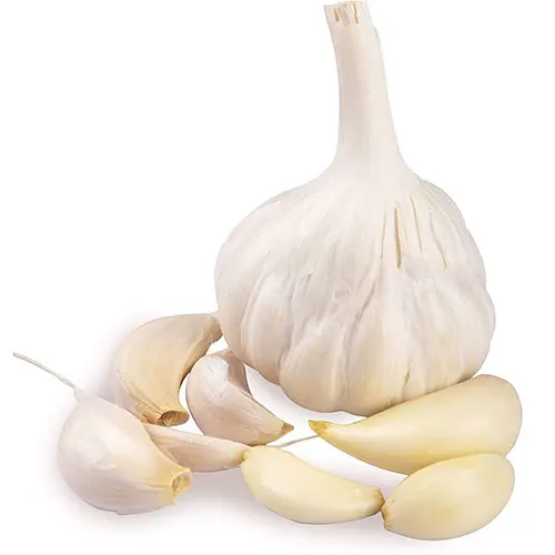 Garlic 