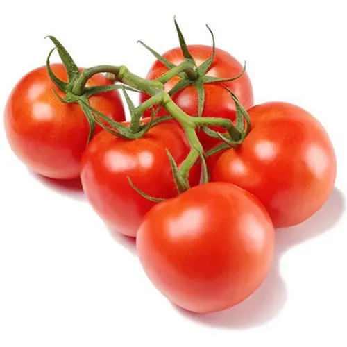 Organic Tomato Vine