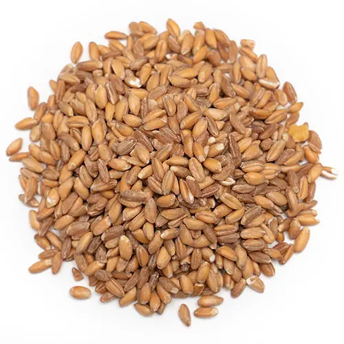 Organic Wheat Grain 