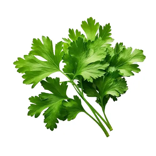Coriander Leaves