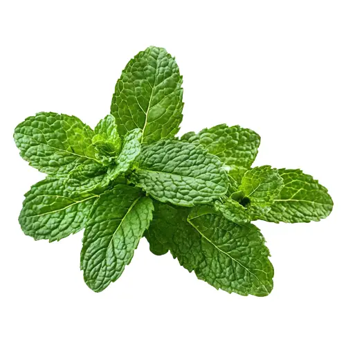 Mint Leaves