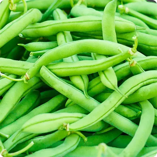 Organic Bobby Green Beans