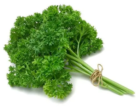 Curly Parsley