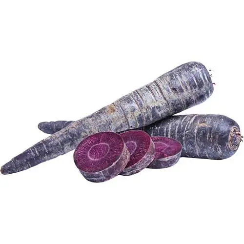Organic Purple Carrot