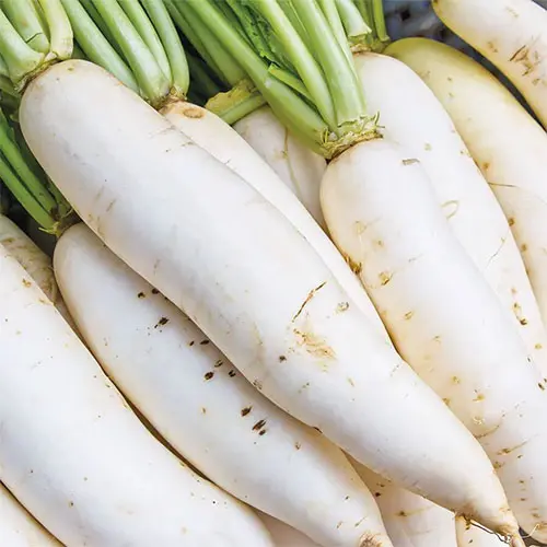 Organic White Radish