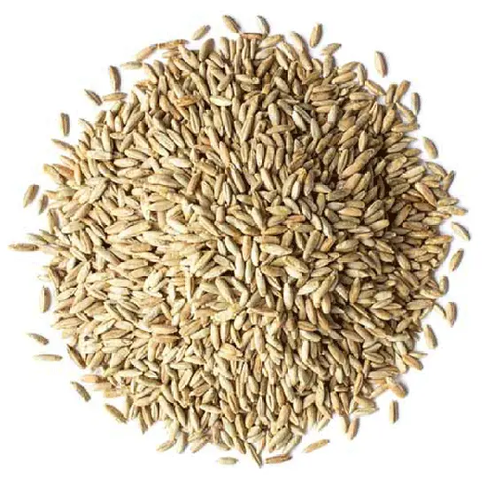Organic Rye Grain