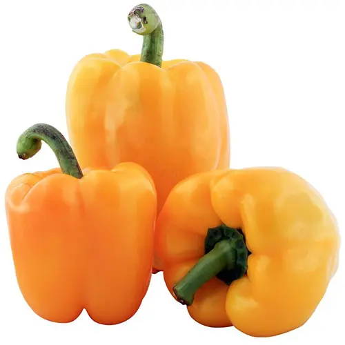 Yellow Bell Pepper 