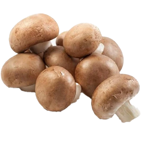 Chestnut Brown Mushroom  