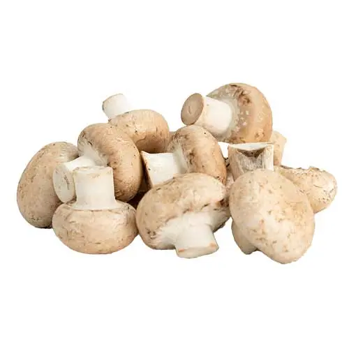 Chestnut White Mushroom