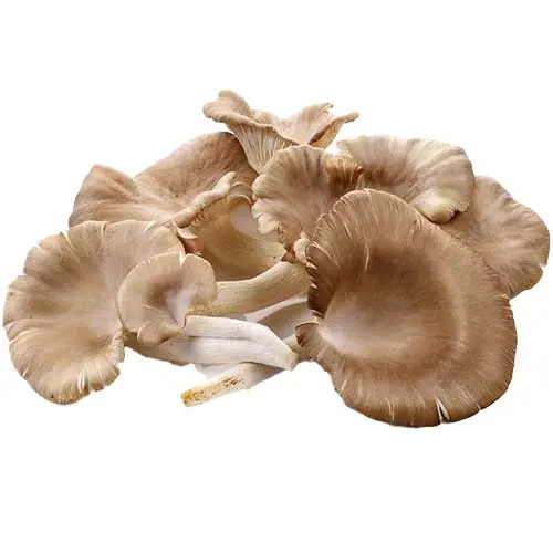  Oyster Mushroom 