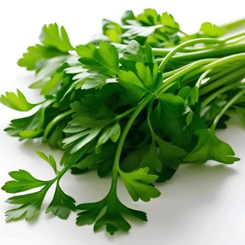 Flat Parsley