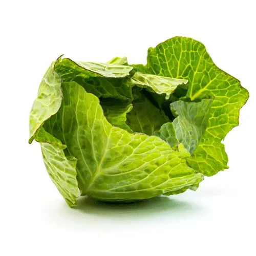 Cabbage