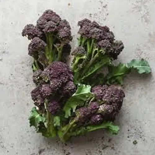 Purple Sprouting Broccoli