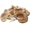  Oyster Mushroom 