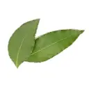 Bay Leaf
