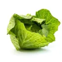 Cabbage