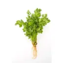 Chervil