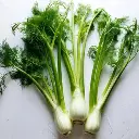 Fennel