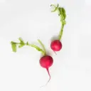 Radish