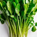 Watercress