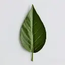 Bay Leaf