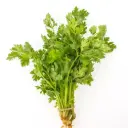 Celery  