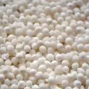 Sagoo Seeds